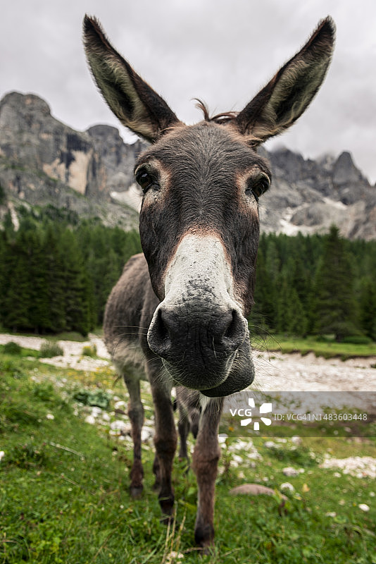 意大利，田野中驴的特写图片素材
