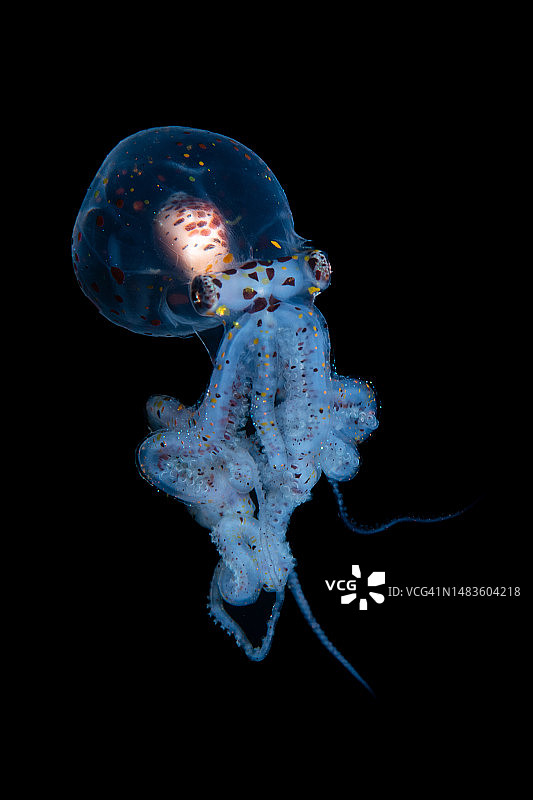 海中水母的特写，阿尼洛，菲律宾图片素材