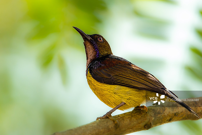 特写：歌太阳鸟栖息在树枝上，马来西亚雪兰莪州八打灵再也图片素材