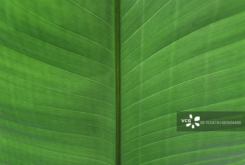 德国叶子全画幅照片图片素材