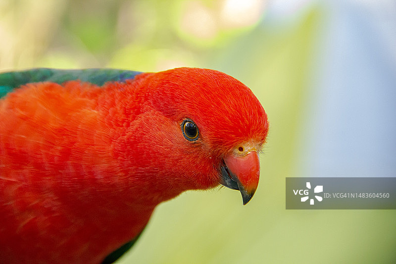 澳大利亚国王鹦鹉特写图片素材