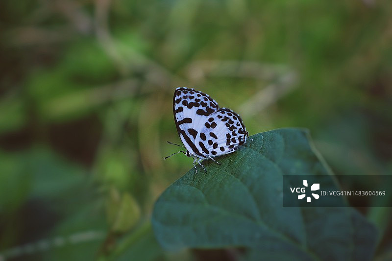 蝴蝶在树叶上的特写图片素材