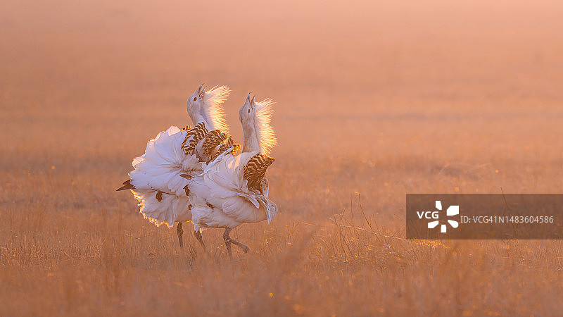 阳光下鸣叫的大鸨图片素材