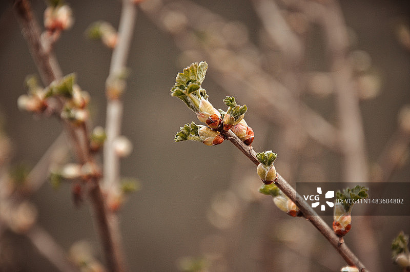 树枝上的樱花特写图片素材