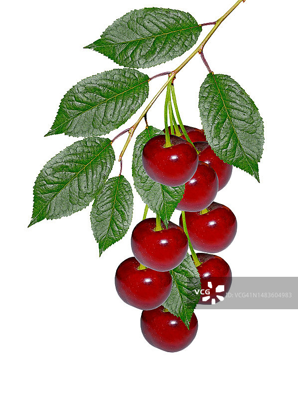 白色背景下带叶子的樱桃树枝图片素材