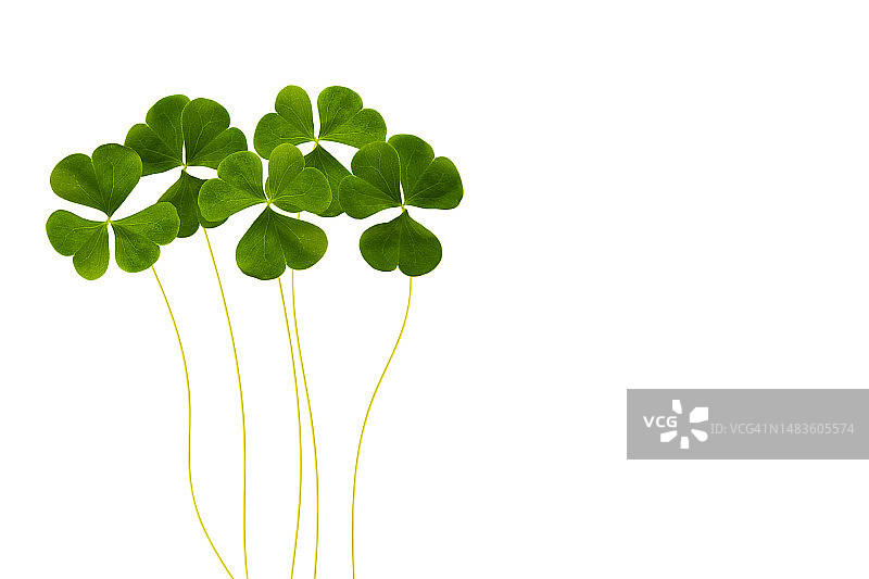 白色背景上的绿色三叶草叶子，圣帕特里克节，罗马尼亚图尔达图片素材