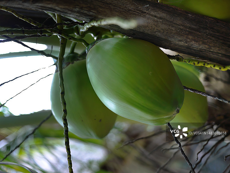 仰视角度拍摄的绿椰子，椰树在天空背景下，罗马尼亚图尔达图片素材