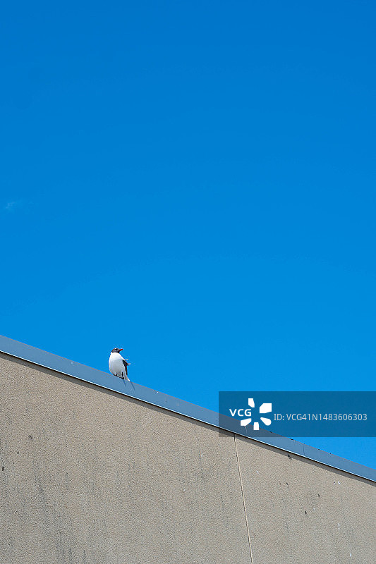 加尔维斯敦的蓝天下，鸟儿栖息在墙上的低角度照片，美国德克萨斯州图片素材