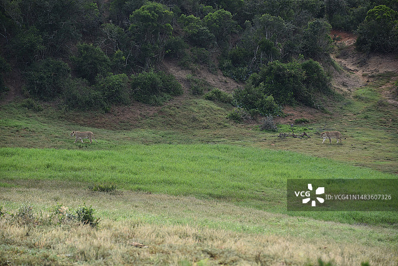 非洲南非荒野中两只母狮跟踪猎物全景图片素材
