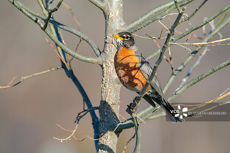 栖息在树枝上的美洲知更鸟特写图片素材