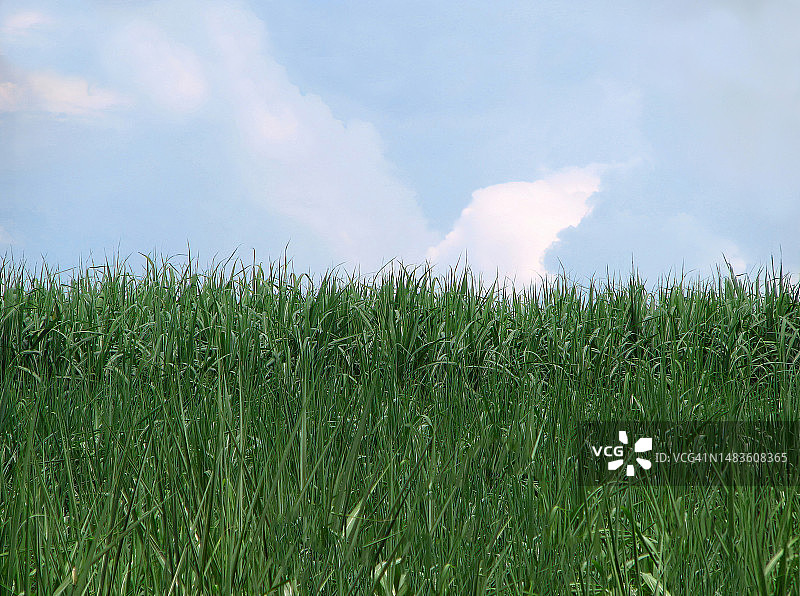 翠绿草地与湛蓝天空壁纸，鲜艳色彩，罗马尼亚图尔达图片素材
