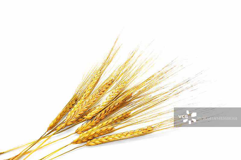 白色背景上的麦穗，罗马尼亚图尔达图片素材