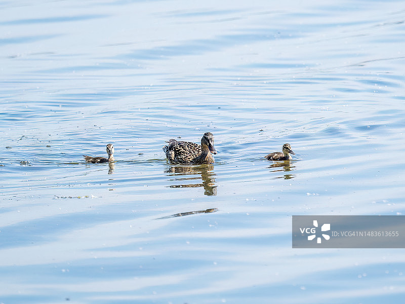 一群鸭子，一只鸭子和它的小鸭们正在水里游泳。这只鸭子照顾它刚出生的小鸭子。野鸭,lat。阿拉斯platyrhynchos图片素材