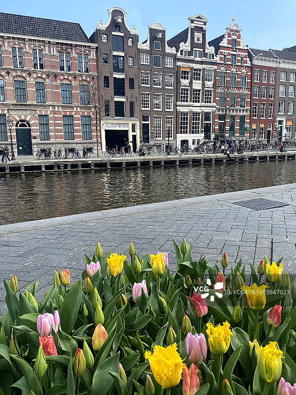阿姆斯特丹的郁金香和彩色房屋图片素材