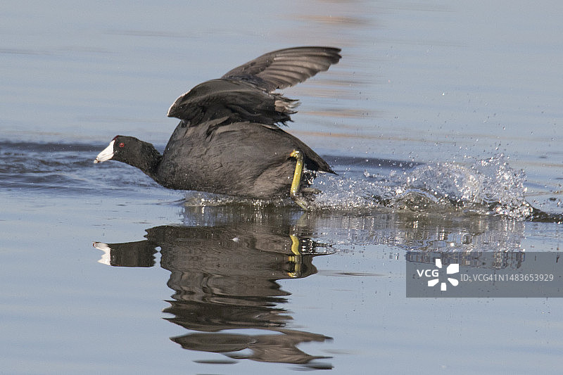 美洲骨顶鸡在水面奔跑图片素材