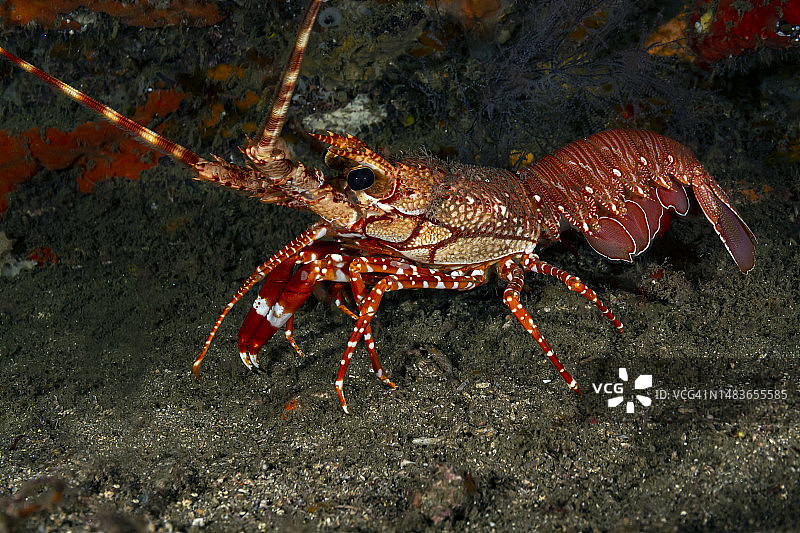 红带龙虾图片素材