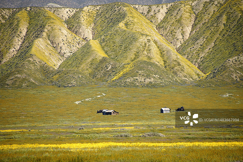 卡里佐平原超级花海雏菊图片素材