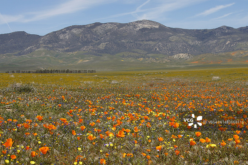 羚羊谷2023超级花海图片素材
