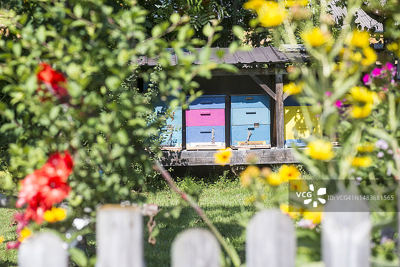 阳光明媚的花园里色彩鲜艳的蜂箱图片素材