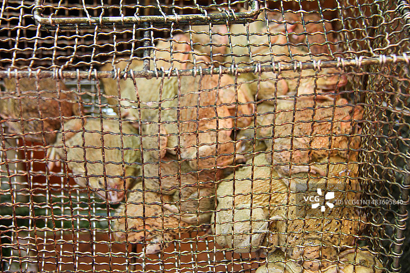 香港市场上的食用蛙图片素材