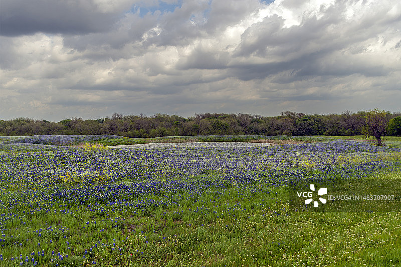 蓝帽花上空的阴天图片素材