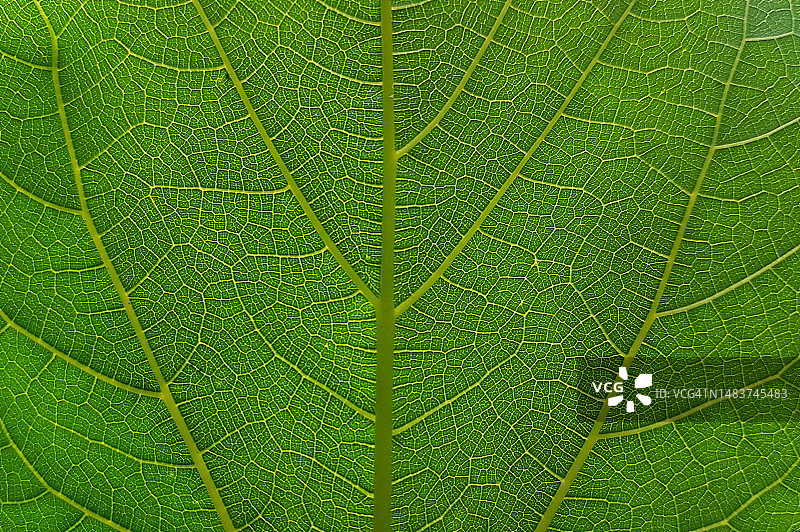 绿叶纹理图片素材