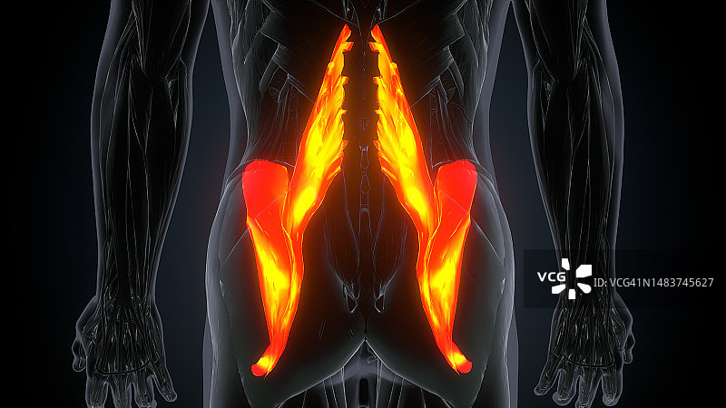 3D女性腰大肌解剖结构图图片素材