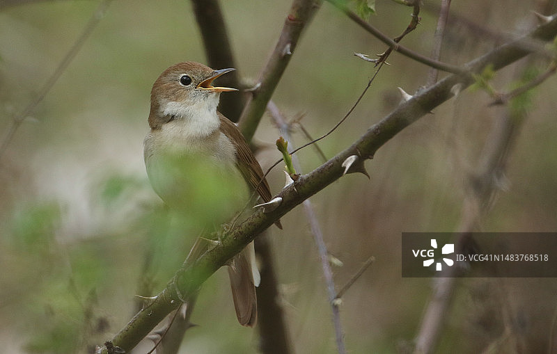 歌唱的夜莺栖息在春天的荆棘丛上图片素材