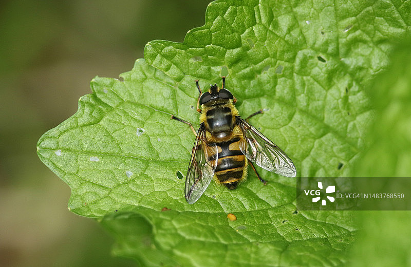 停在叶子上的蝙蝠侠食蚜蝇图片素材