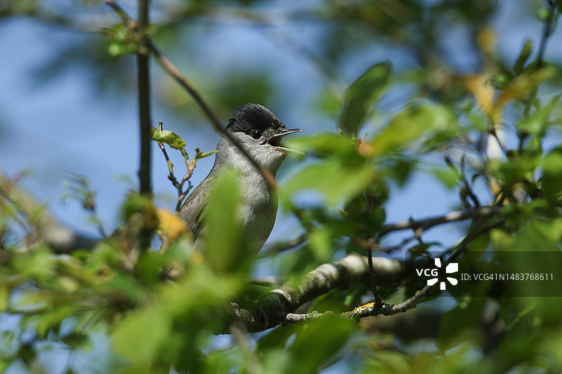 一只歌唱的黑顶莺停在春天的树枝上图片素材