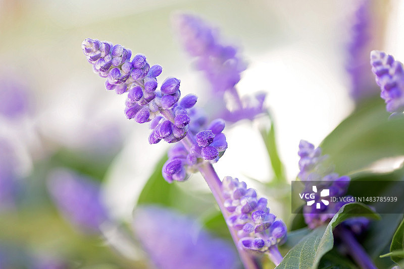 鼠尾草图片素材