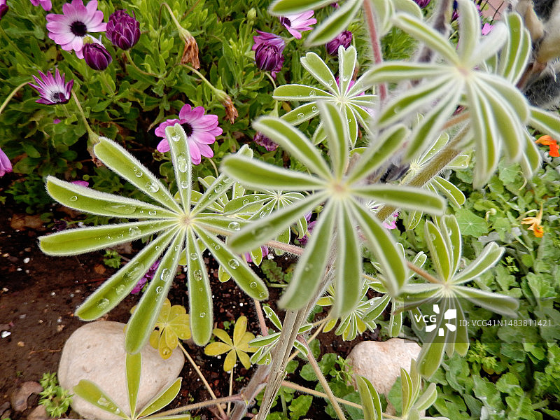 羽扇豆的星形叶子，Mathilde zal花园的春天图片素材
