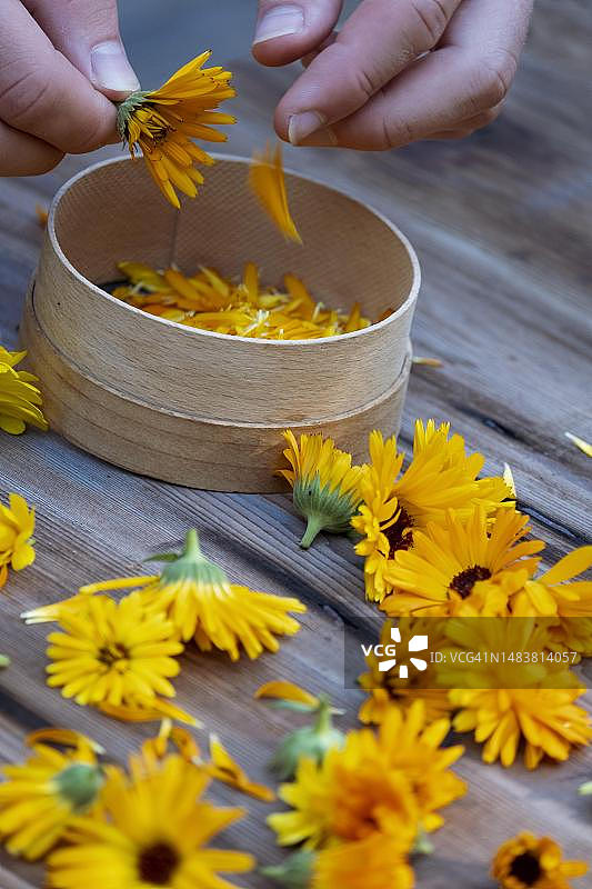 手捧金盏花(药用植物),采摘草药,德国巴伐利亚州上巴伐利亚图片素材