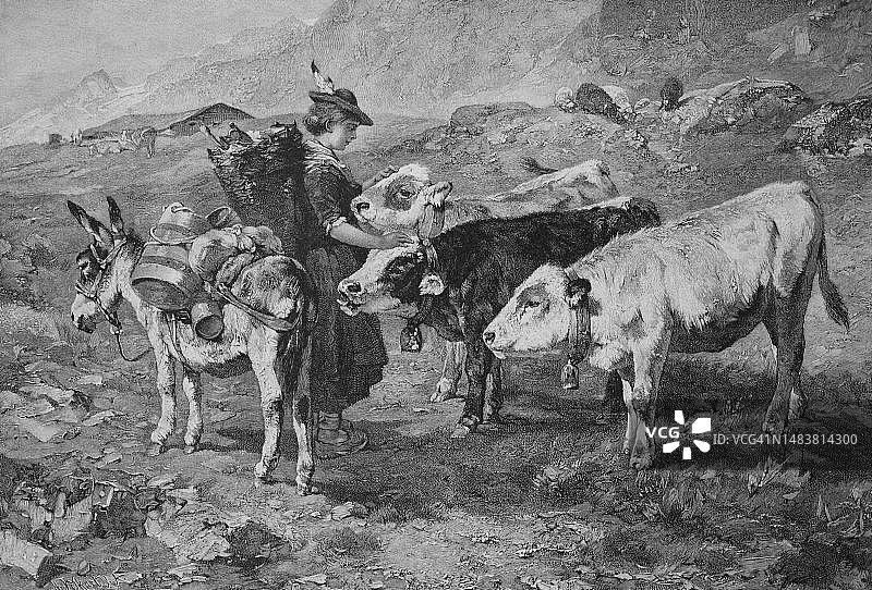 在山区骑驴旅行的商人，偶遇三头牛并抚摸它们，奥地利，1878年图片素材