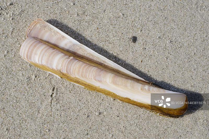 海螂，沙滩，于斯特岛，东弗里西亚群岛，东弗里西亚，下萨克森州，德国图片素材