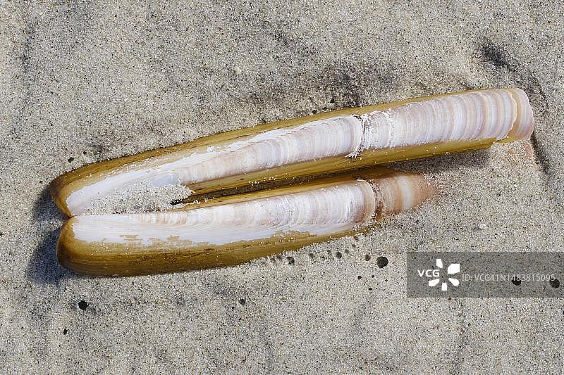 海螂，沙滩，于斯特岛，东弗里西亚群岛，东弗里西亚，下萨克森州，德国图片素材