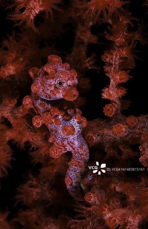 蓝碧海峡的豆丁海马图片素材