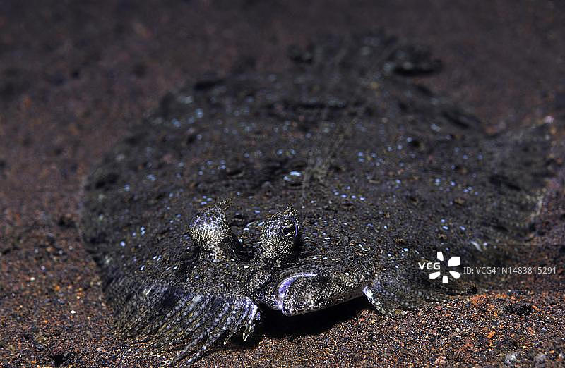 斯氏伪雀鲷，巴厘岛，印度尼西亚图片素材