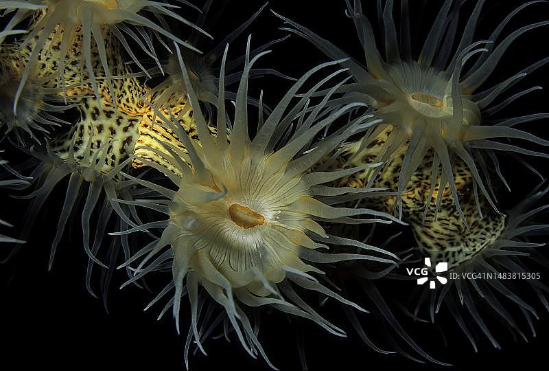 黄色簇海葵（Parazoanthus axinellae），红海，埃及图片素材