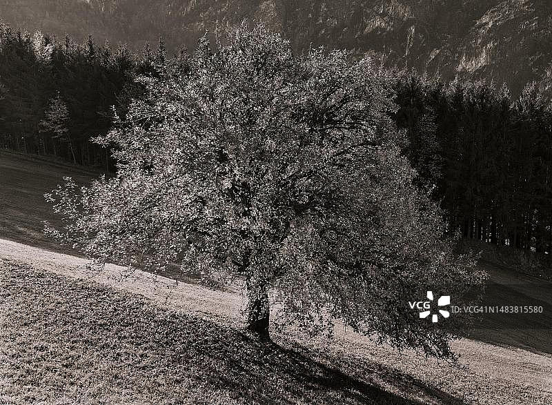 棕褐色，秋色果树，奥地利上奥地利州萨尔茨卡默古特蒙德湖区图片素材