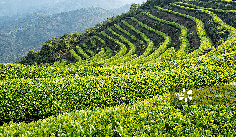 春季茶园梯田图片素材