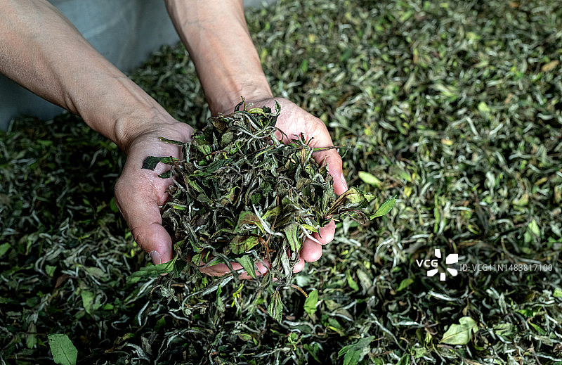 俯视男人手中的一堆加工茶叶图片素材