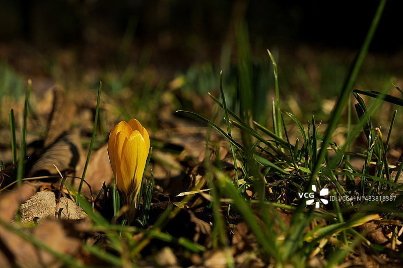 橙黄色番红花图片素材