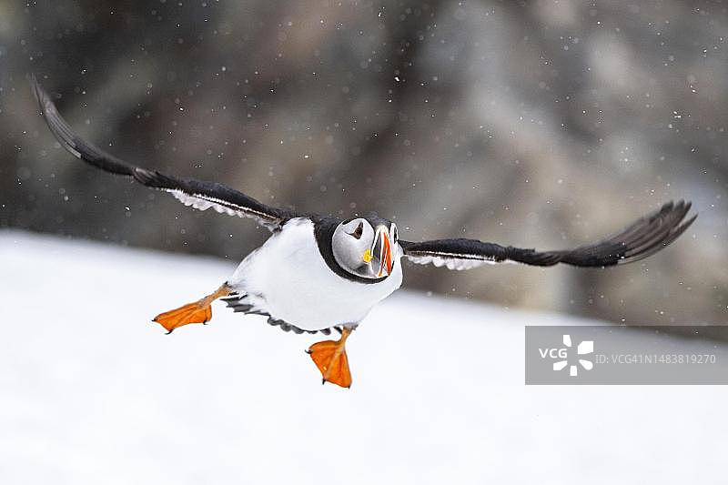 挪威特罗姆斯-芬马克瓦伦格半岛上的海鹦图片素材
