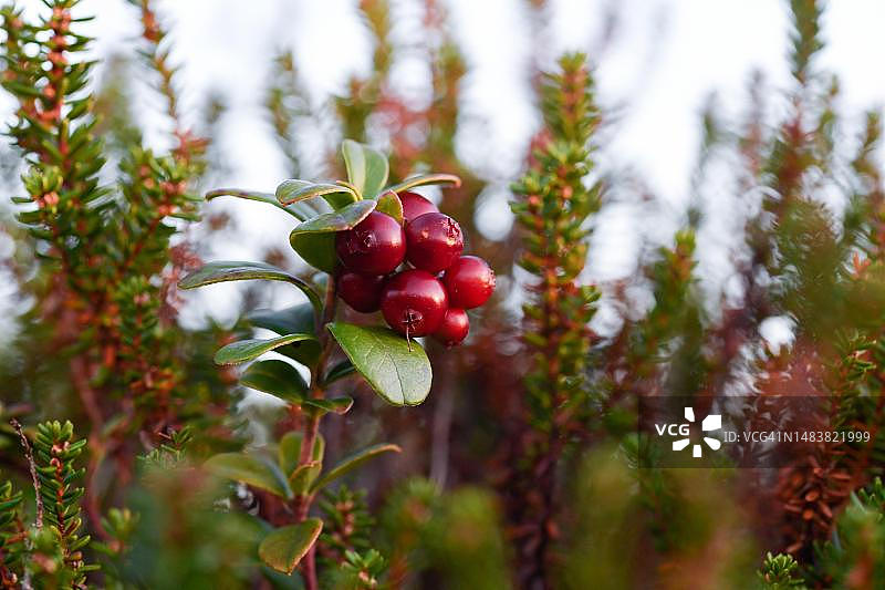 越橘，成熟的浆果生长在灌木上图片素材