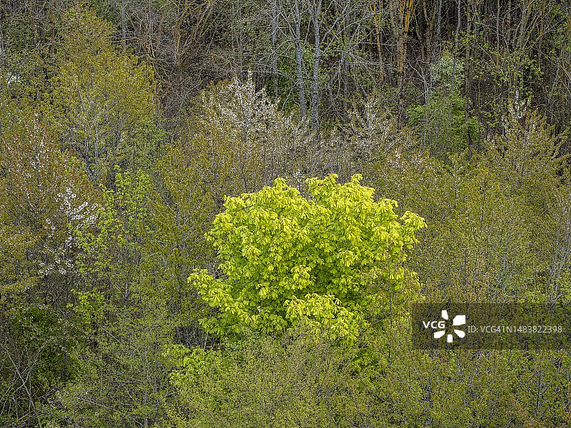 德国巴登-符腾堡州黑伦贝格舍恩布赫自然公园的树木图片素材