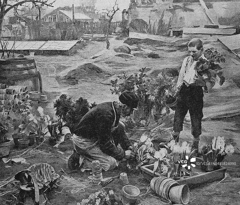 春季园艺工作：德国苗圃花匠与学徒（1898年，19世纪原版影像数字复制）图片素材