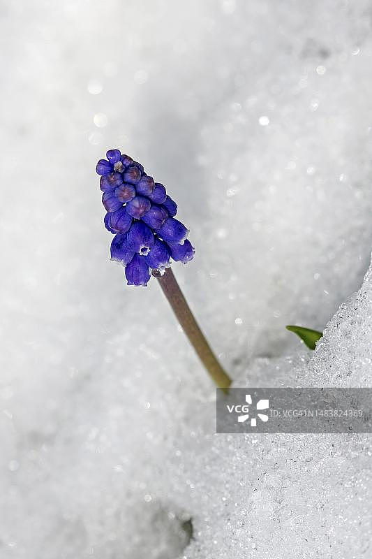 德国巴登-符腾堡州雪地里的葡萄风信子图片素材