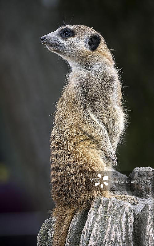 保持警惕的猫鼬，德国巴登-符腾堡州图片素材