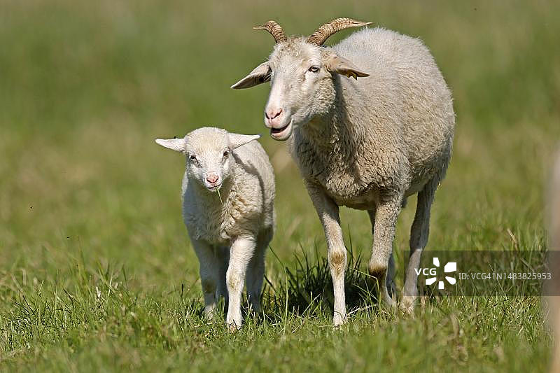 德国瓦尔德沙夫母羊和小羊图片素材